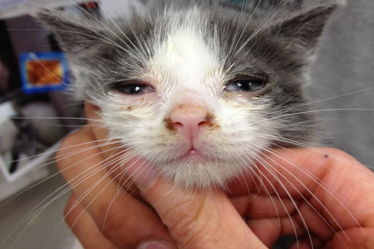 Kedi Gribi Belirtileri Nelerdir?