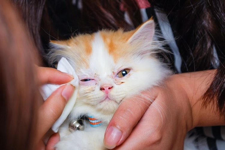 Kedi Gribi Bulaşıcı Mı?