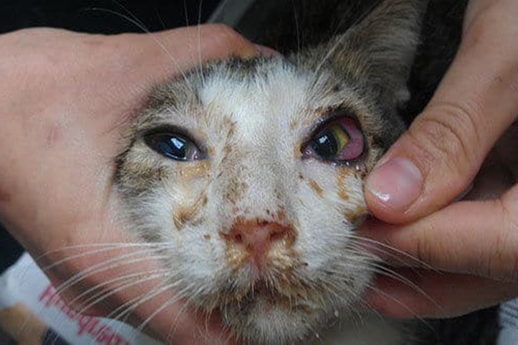 Kedi Gribi Evde Tedavisi Nasıl Olur?