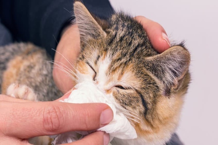 Kedi Gribi İnsana Bulaşır Mı?