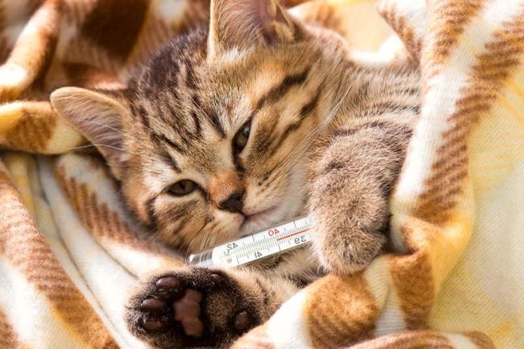 Kedi Gribi Nasıl Bulaşır?