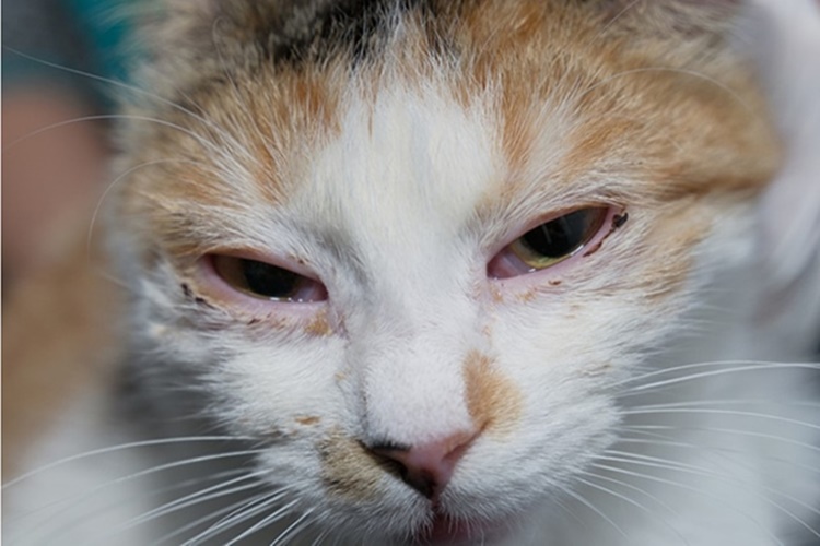Kedi Gribi Nasıl Geçer?