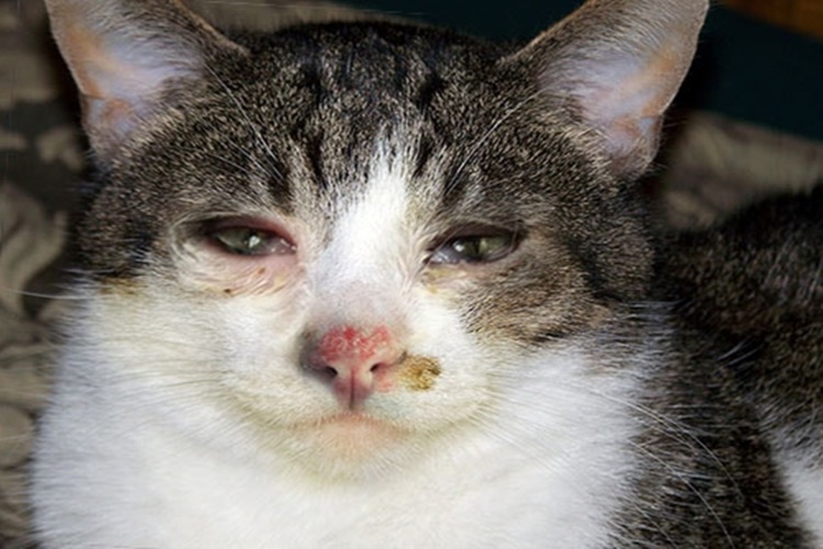 Kedi Gribine Ne İyi Gelir?