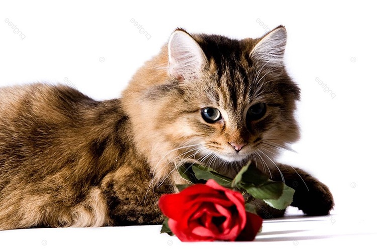  Kedi Gül Yaprağı Yer Mi?