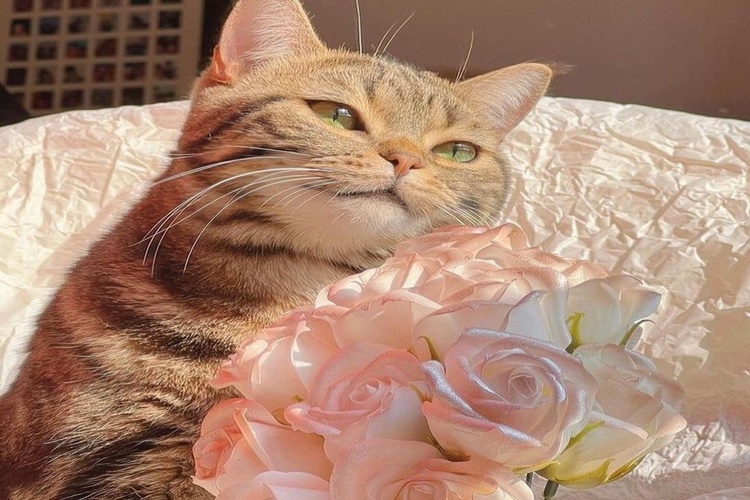Kedi Gül Yer Mi?