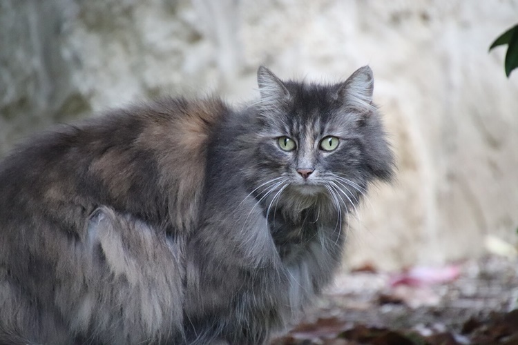 Kedi Güve Yerse Ne Olur?