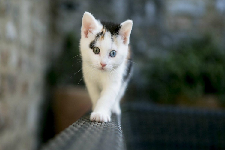 Kedi Hamam Böceği Yerse Ne Olur?