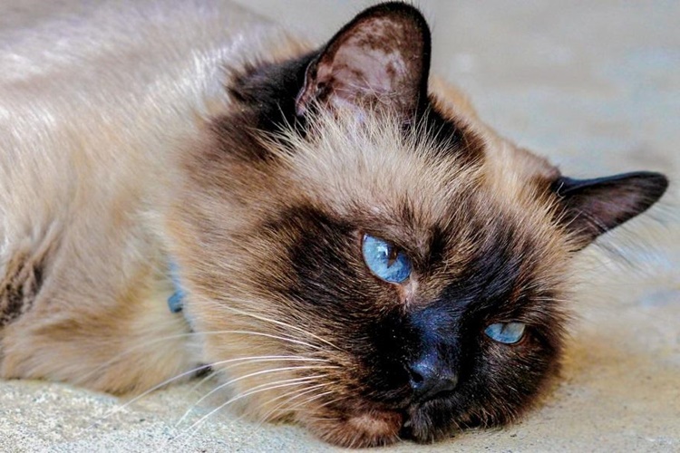 Kedi Haşlanmış Yumurta Yer Mi?