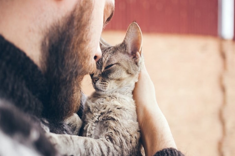 Kedi Hastalığı İnsana Bulaşır Mı?