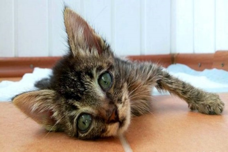 Kedi Hastalıkları Belirtileri Nelerdir?