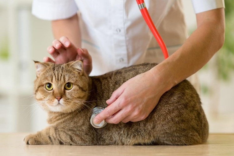 Kedi Hastalıkları Bulaşıcı Mıdır?