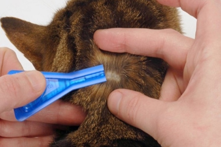 Kedi Hastalıkları Halsizlik Yapar Mı?