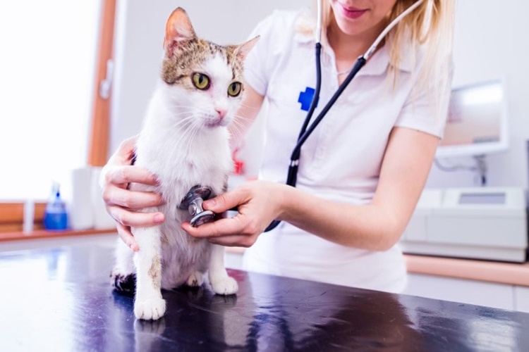 Kedi Hastalıkları İnsana Bulaşır Mı?