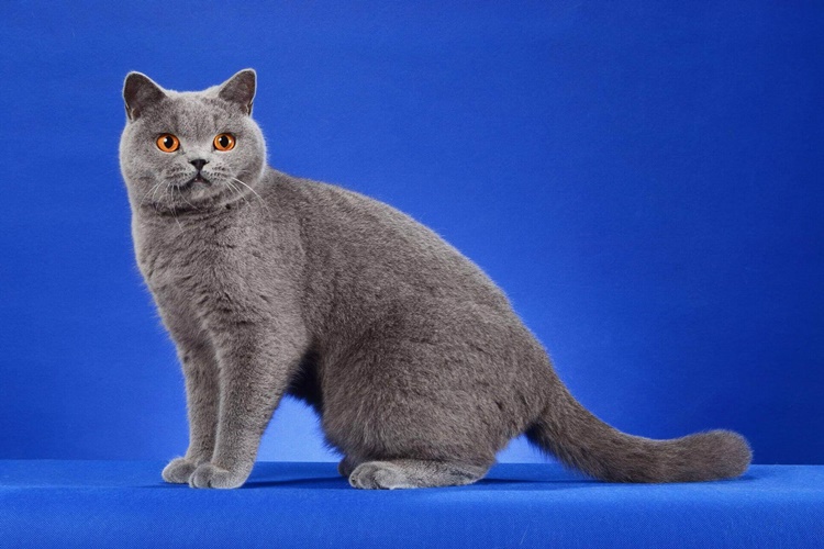 Kedi Her Gün Yaş Mama Yerse Ne Olur?