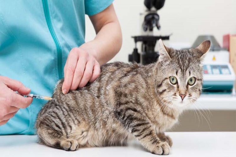 Kedi İç Dış Parazit Evde Nasıl Yapılır?