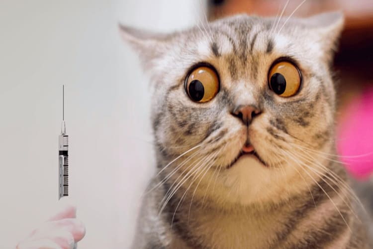 Kedi İç Parazit Aşısı Fiyatı 2023 Ne Kadar?