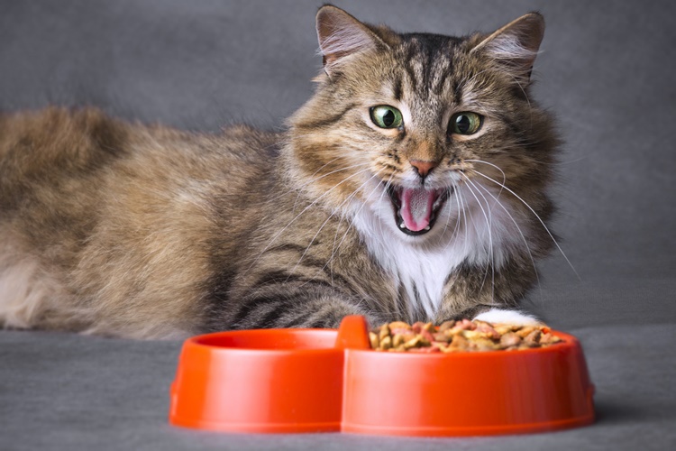 Kedi İçin Tavuk Ciğeri Nasıl Pişirilir?