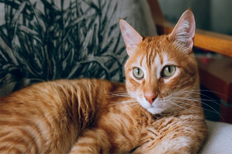  Kedi Incir Yer Mi?