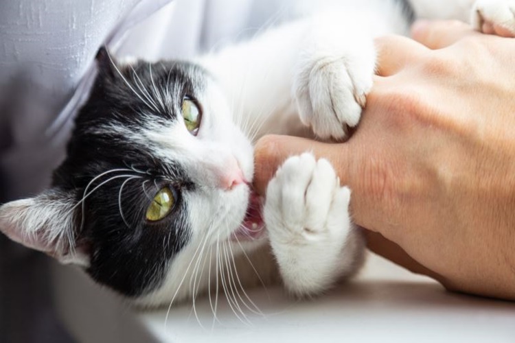 Kedi Insan Eti Yer Mi?