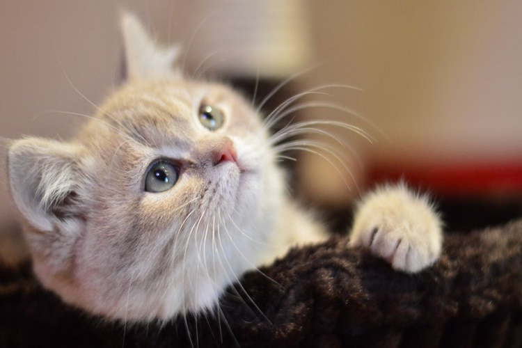 Kedi İnsan Saçı Yerse Ne Olur?