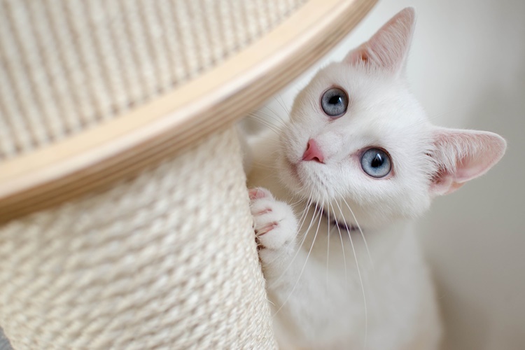 Kedi İp Yerse Ne Olur?
