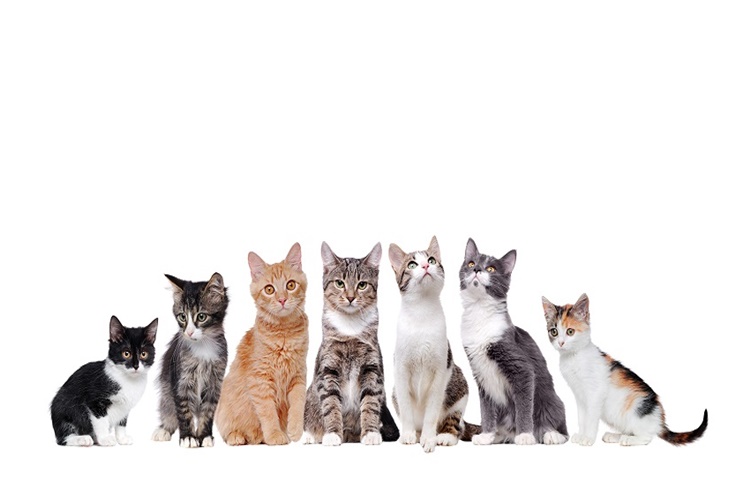  Kedi Irkları Hakkında Merak Edilen Bilgiler