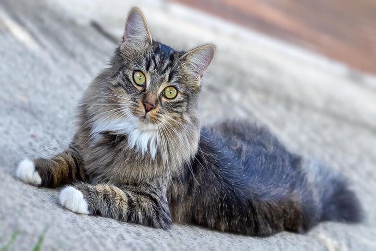 Kedi Irkları Derneği Nedir?