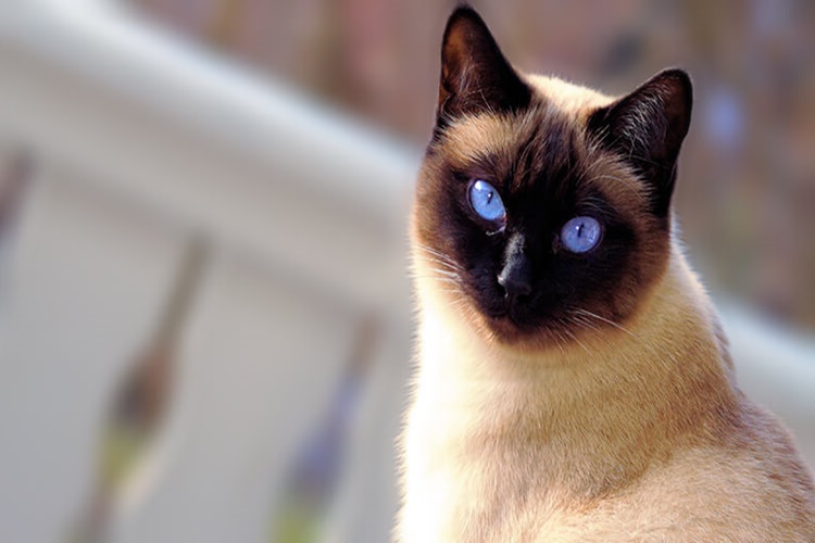 Kedi Irkları İsimleri Nelerdir?