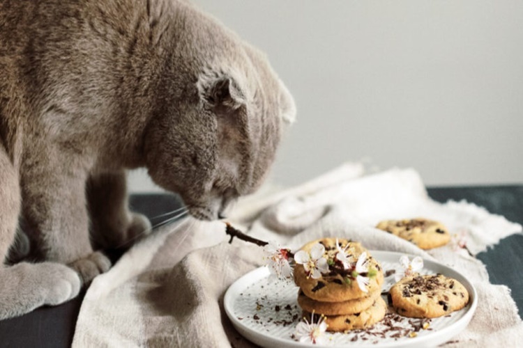 Kedi Irmik Helvası Yer Mi?