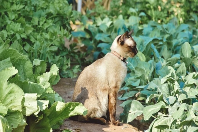 Kedi Ispanak Yer Mi?