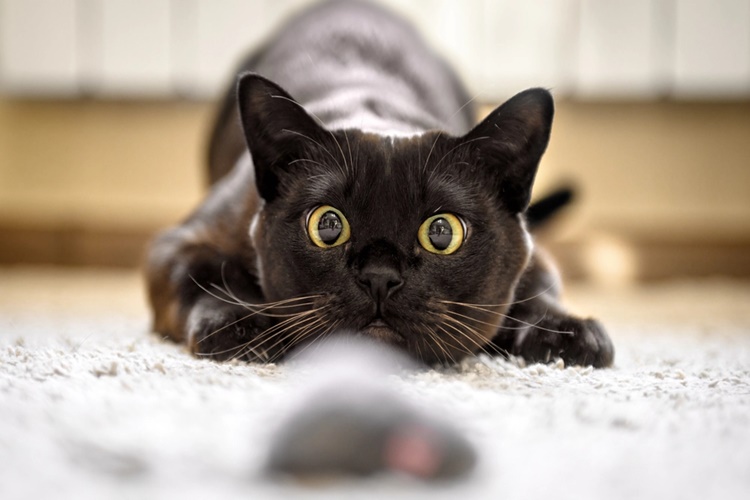 Kedi Kara Sinek Yerse Ne Olur?