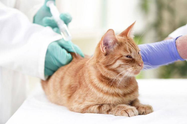 Kedi Karma Aşı Fiyatı 2023 Ne Kadar?