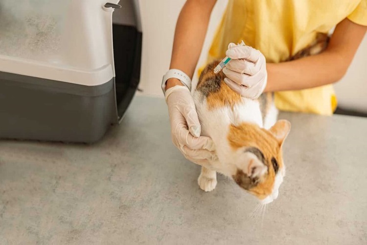 Kedi Karma Aşının İçinde Neler Var?