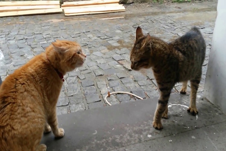 Kedi Kavgası Hakkında Merak Edilen Bilgiler