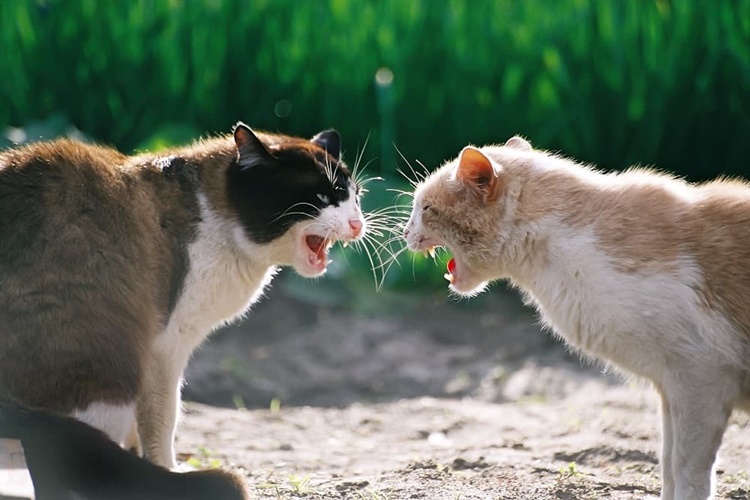 Kedi Kavgası Nasıl Ayrılır?