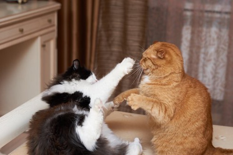 Kedi Kavgası Nasıl Önlenir?