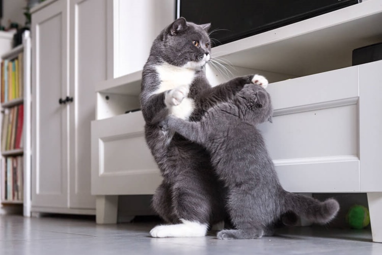Kedi Kavgası Nedeni Nedir?