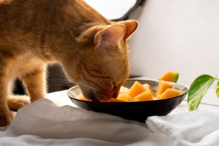 Kedi Kavun Yerse Ne Olur?