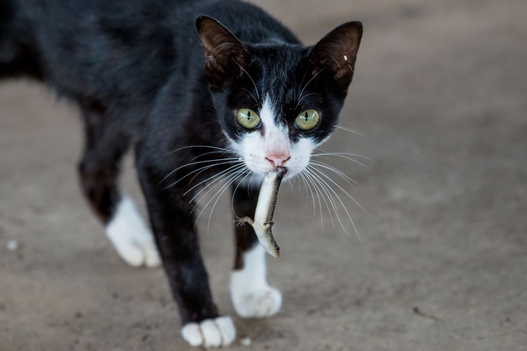 Kedi Kertenkele Yerse Ne Olur?