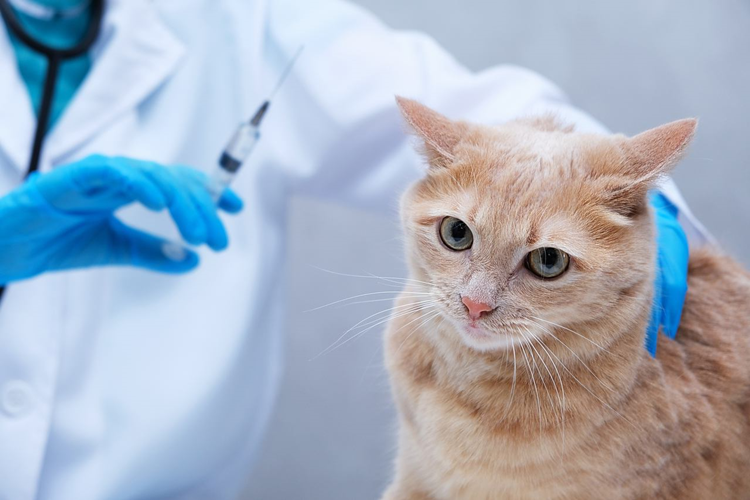 Kedi Kısırlık Aşısı Fiyatı 2023 Ne Kadar?