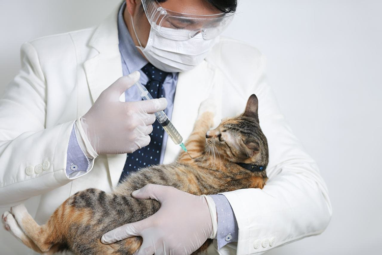 Kedi Kızgınlık Aşısı Fiyatı 2023 Ne Kadar?