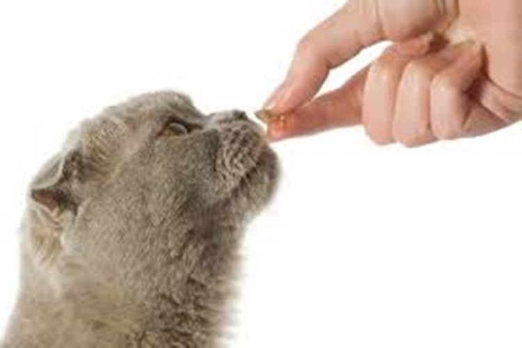Kedi Klozet Eğitimi Nasıl Verilir?
