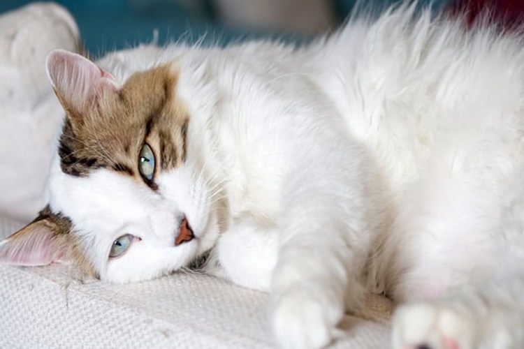 Kedi Kokusu Evden Nasıl Çıkar?
