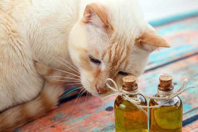 Kedi Kokusunu Ne Giderir?