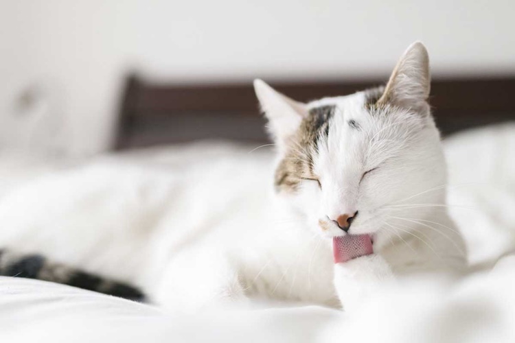 Kedi Kokusunu Önlemek İçin Ne Yapılmalıdır?