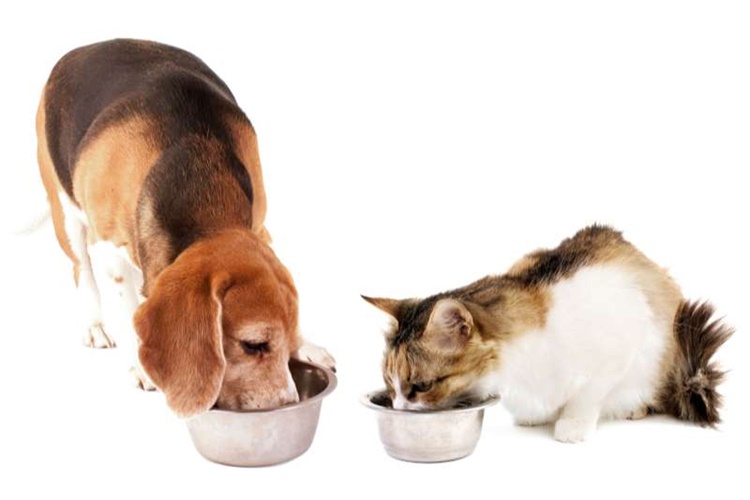 Kedi Köpek Maması Yer Mi?