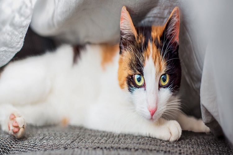 Kedi Korkunca Salya Akıtır Mı?