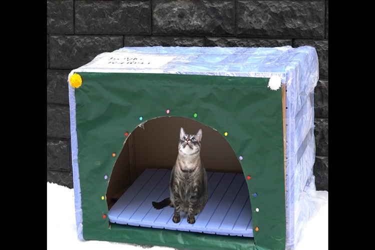 Kedi Korkusu Geçer Mi?