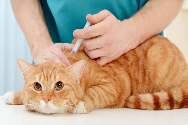 Kedi Kuduz Aşısı Fiyatı 2023 Ne Kadar?