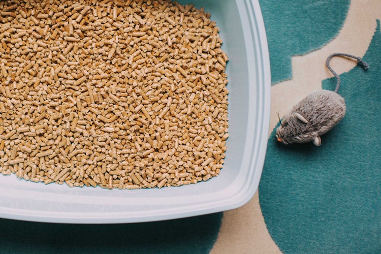 Kedi Kumu Hakkında Merak Edilen Bilgiler